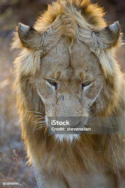 Photo libre de droit de Lion banque d'images et plus d'images libres de droit de Afrique - Afrique, Animaux de safari, Animaux à l'état sauvage