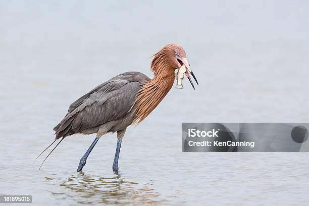 Reddish Egret Stock Photo - Download Image Now - Animal, Animal Behavior, Animal Wildlife