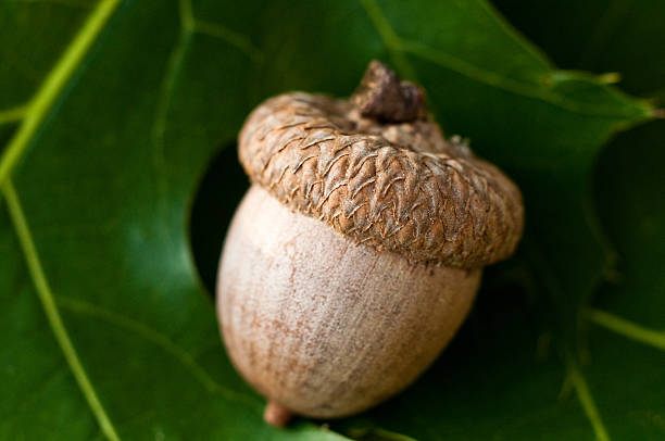 Ghianda su alcune Foglie di quercia - foto stock