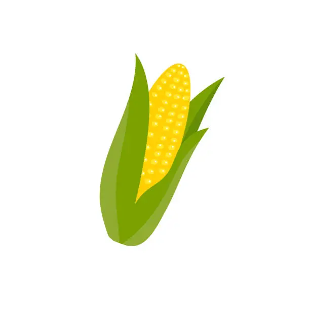 Vector illustration of Corn on the cob, isolated on white background, vector illustration, flat style