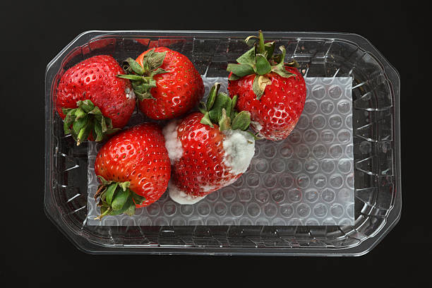 Moldy strawberries Moldy strawberries in a plastic package. Black background. strawberry photos stock pictures, royalty-free photos & images