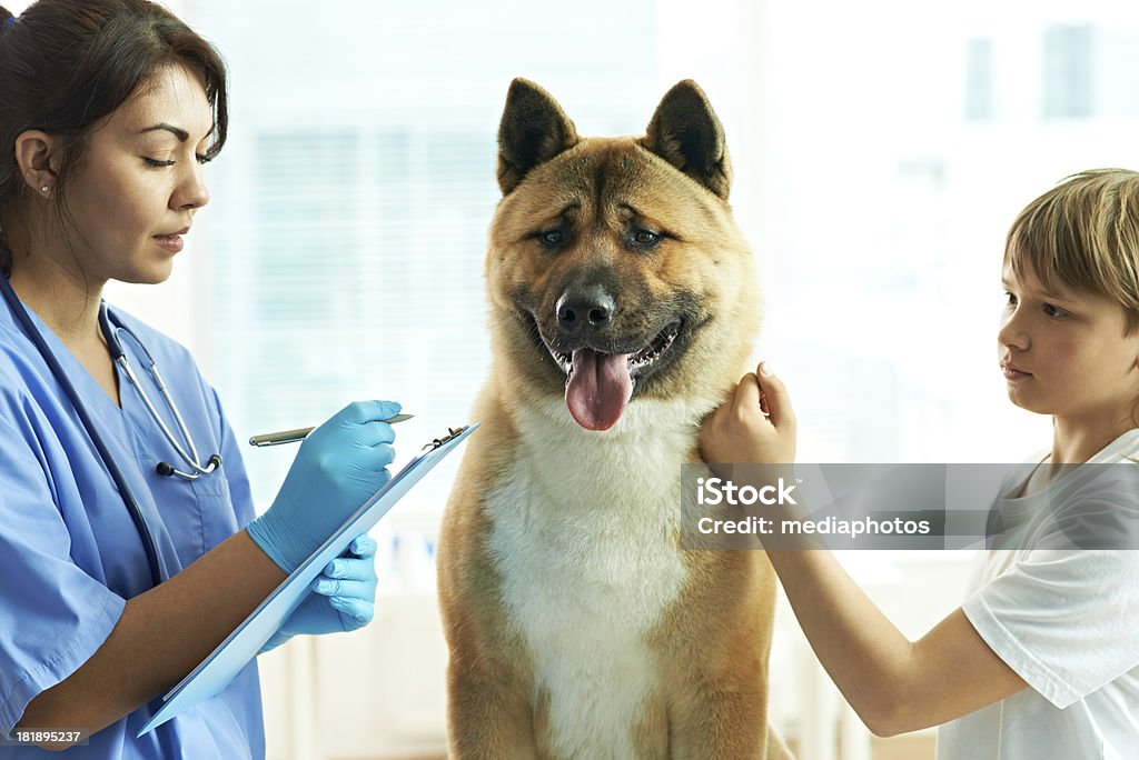 Verschreibungspflichtiges Medikament für Hunde - Lizenzfrei Hund Stock-Foto