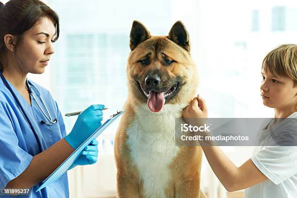 Verschreibungspflichtiges Medikament Für Hunde Stockfoto und mehr Bilder von Hund - Hund, Medizinische Dokumente, Deutscher Schäferhund