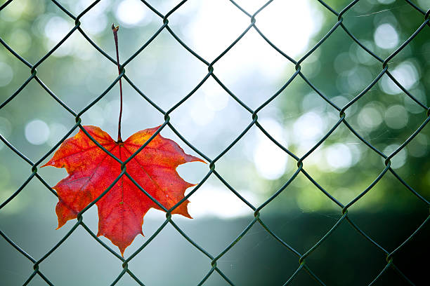 hojas de otoño en valla de conexión de cadena - chainlink fence fence leaf leaf vein fotografías e imágenes de stock