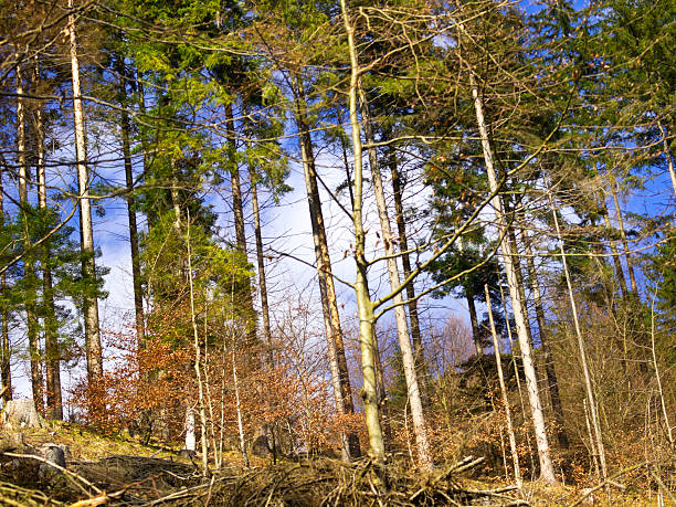 spruce sem casca - planinsko polje - fotografias e filmes do acervo