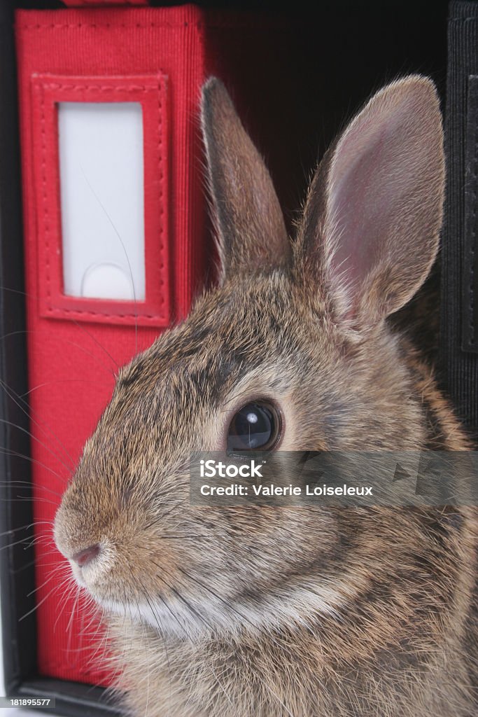 Hare and red book Hare and red book. Animal Stock Photo