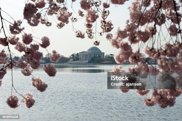 Memorial De Jefferson Com Flores De Cereja De Foco - Fotografias de stock e mais imagens de Ao Ar Livre