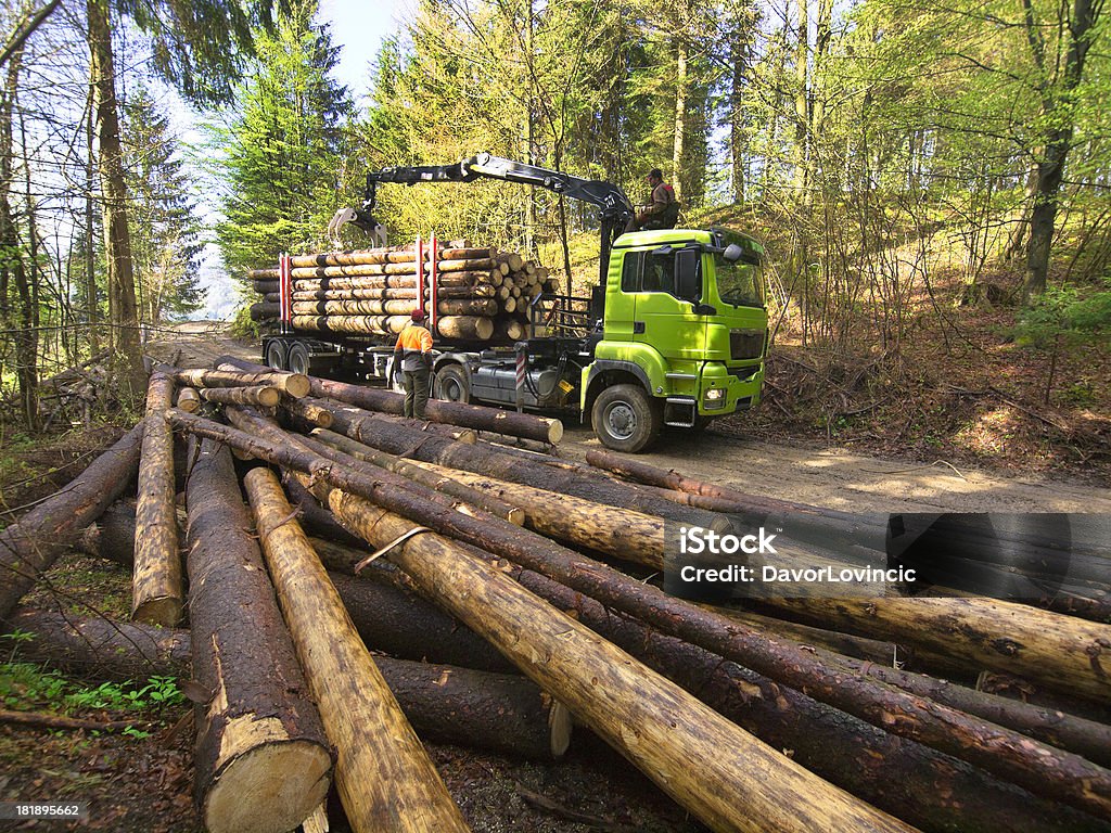 Forest pracy - Zbiór zdjęć royalty-free (Agresja)