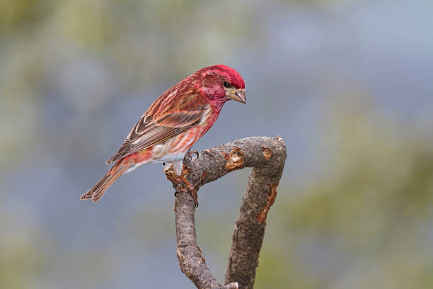 An closeup of a male Purple Finch (Carpodacus purpureus) in full breeding plumage--a very striking bird.  Highlighted against a gray background.