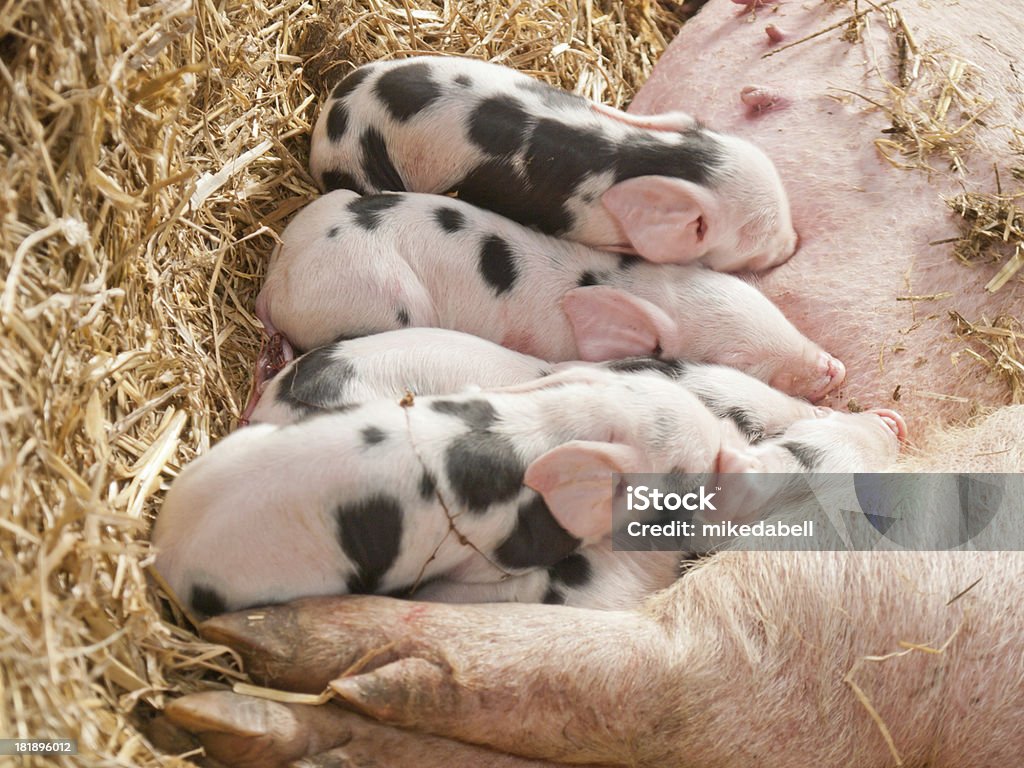 Sow y cochinillos - Foto de stock de Acostado libre de derechos