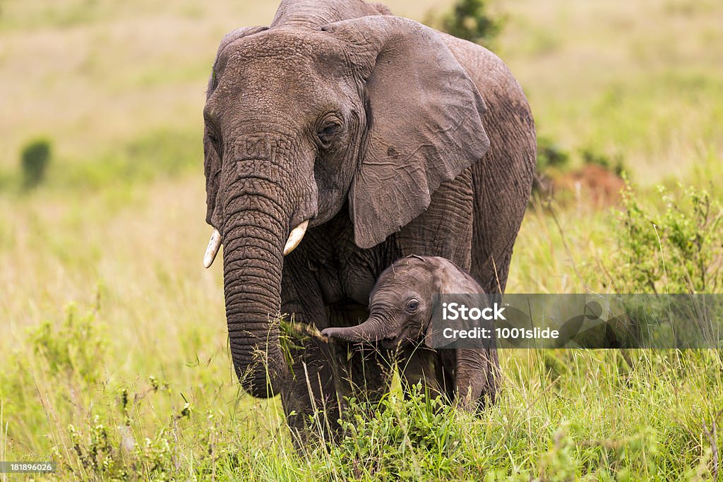 African Elephant and baby: Eating African Elephant and baby: Eating together in Masai Mara at Kenya. Mother elephant is giving grasses to its baby with its trunk. Mother Elephant is helping its baby for eating and baby elephant is very happy with its mother. Elephant Calf Stock Photo