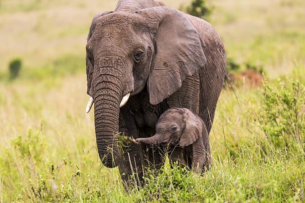 African Elephant and baby: Eating African Elephant and baby: Eating together in Masai Mara at Kenya. Mother elephant is giving grasses to its baby with its trunk. Mother Elephant is helping its baby for eating and baby elephant is very happy with its mother. tsavo east national park photos stock pictures, royalty-free photos & images