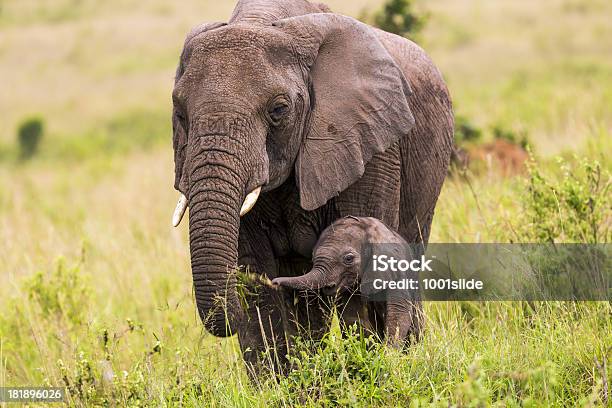 African Elephant And Baby Eating Stock Photo - Download Image Now - Elephant Calf, Elephant, Africa