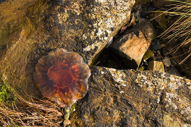 Jelly de pescado on the rocks - foto de stock