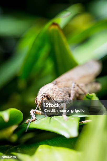 Gafanhotos Grande Plano - Fotografias de stock e mais imagens de Amarelo - Amarelo, Animal, Antena - Parte do corpo animal