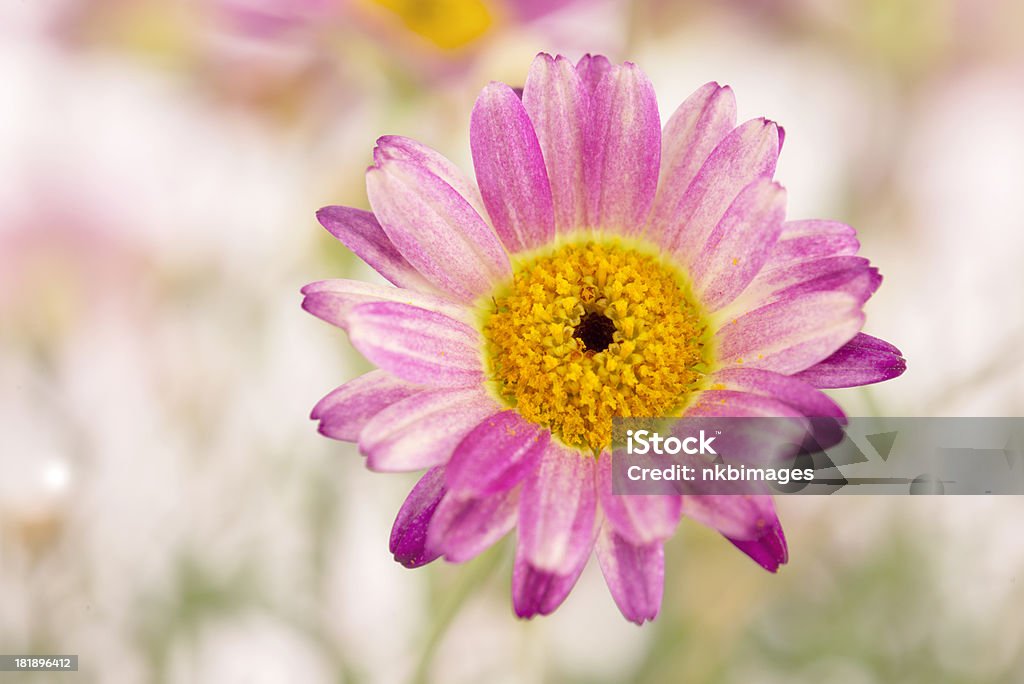 Fleur de Marguerite d'été - Photo de Chrysanthème libre de droits