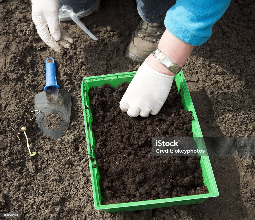 planting salad close on the hands of a man planting seedlings salad in a vegetable garden Adult Stock Photo