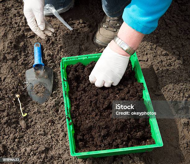Planting Salad Stock Photo - Download Image Now - Adult, Agriculture, Close-up
