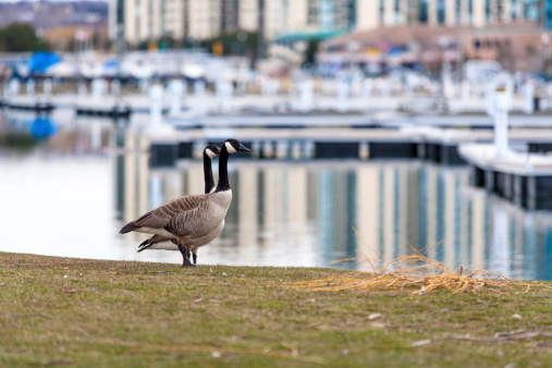 Canadian geese in an urban setting