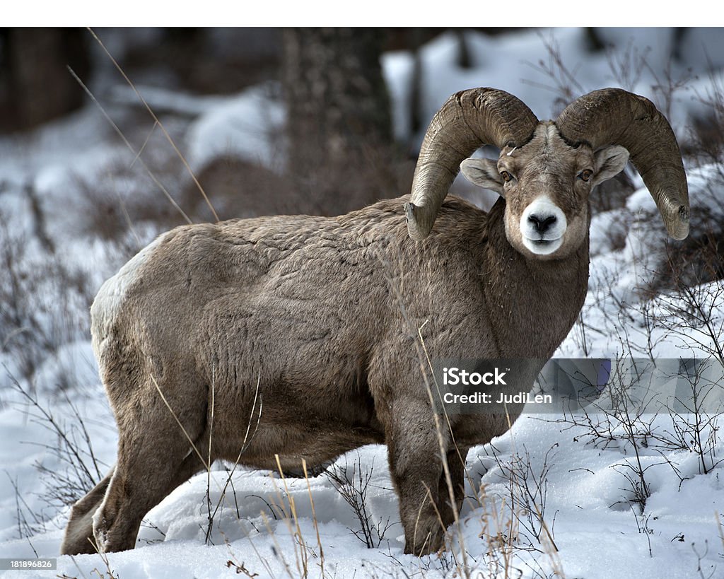 Mouflon d'Amérique à neige de printemps - Photo de Animaux à l'état sauvage libre de droits