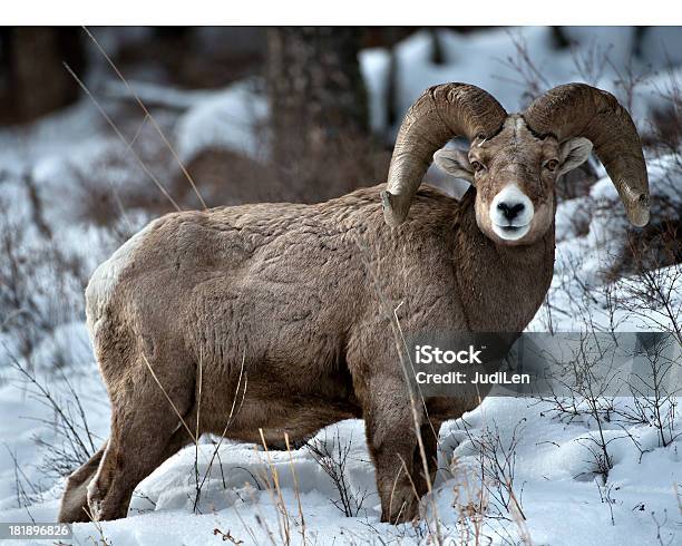 Photo libre de droit de Mouflon Damérique À Neige De Printemps banque d'images et plus d'images libres de droit de Animaux à l'état sauvage - Animaux à l'état sauvage, Brouter, Bélier - Animal mâle