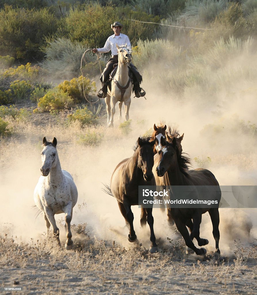 cowboys et wranglers - Photo de Cheval libre de droits