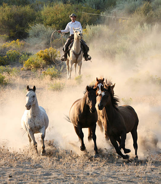 istock cowboys and wranglers 181896888