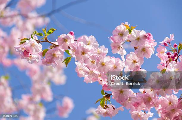 Ciliegio Giapponese - Fotografie stock e altre immagini di Cultura giapponese - Cultura giapponese, Fiore, Frutteto