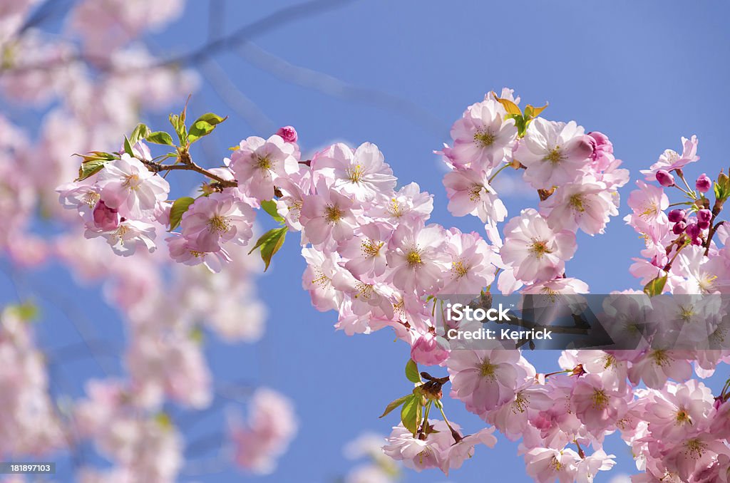 Kirschblüten Japonesa - Royalty-free Cultura Japonesa Foto de stock