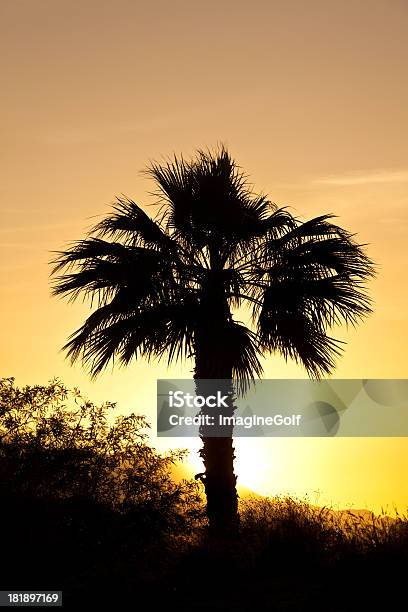 Sonnenuntergang Und Palmen Stockfoto und mehr Bilder von Arizona - Arizona, Bildkomposition und Technik, Farbbild