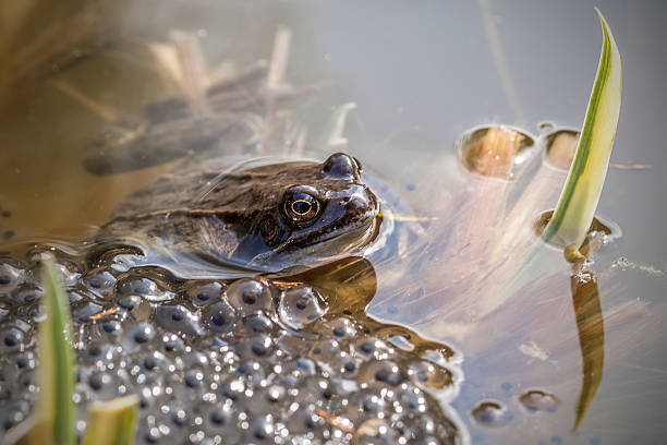 frogspawn spawning- vignette frogspawn horizontal frog netherlands stock pictures, royalty-free photos & images