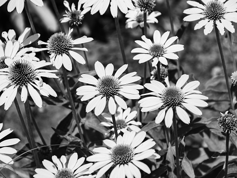 A stunning black and white photograph of a tranquil field of flowers in bloom, capturing the beauty of nature in its full glory