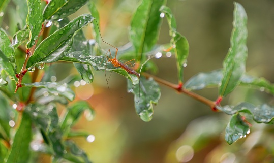 A close up of a green tree branch with multiple water droplets suspended from it, with tiny red bugs scattered around the surface
