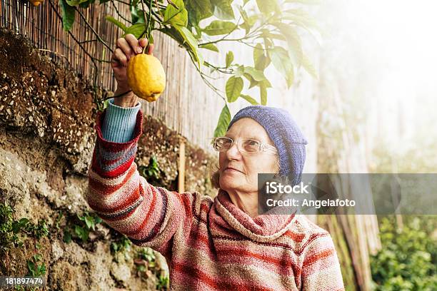 Alter Frau Pflücken Zitronen In Den Garten Stockfoto und mehr Bilder von Pflücken - Pflücken, Zitrone, Seniorinnen