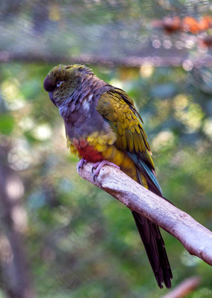 istock Blue Crowned Lory (Vini australis) - Radiant Avian Elegance 1818978344