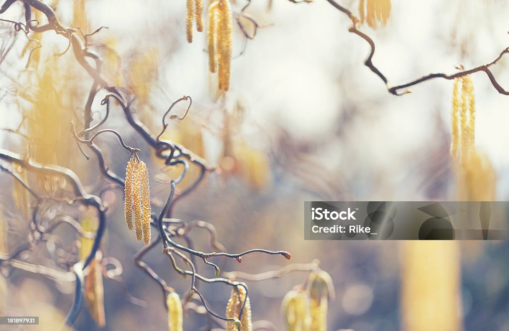 Korkenzieher hazel - Lizenzfrei Ast - Pflanzenbestandteil Stock-Foto