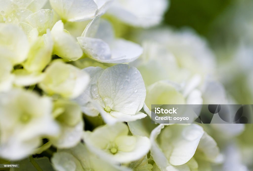 Hortênsia branco - Foto de stock de Branco royalty-free