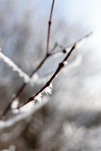 Brilliant icicles on the branches of  tree in the sunlight