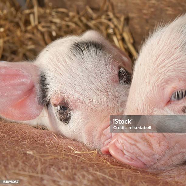 Sow E Lattonzoli - Fotografie stock e altre immagini di Agricoltura - Agricoltura, Allattare - Mondo animale, Animale