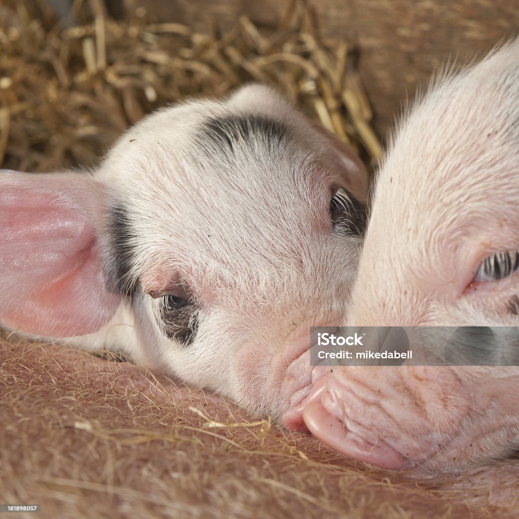 Porca e leitões - Royalty-free Agricultura Foto de stock