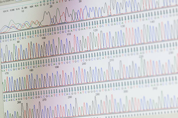 последовательности днк - dna sequencing gel dna laboratory equipment analyzing стоковые фото и изображения