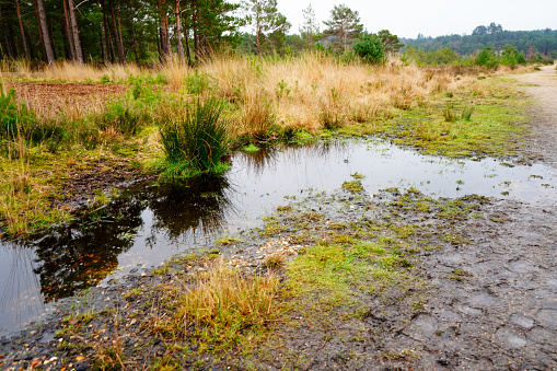 Boggy damp wetland puddle in the countryside