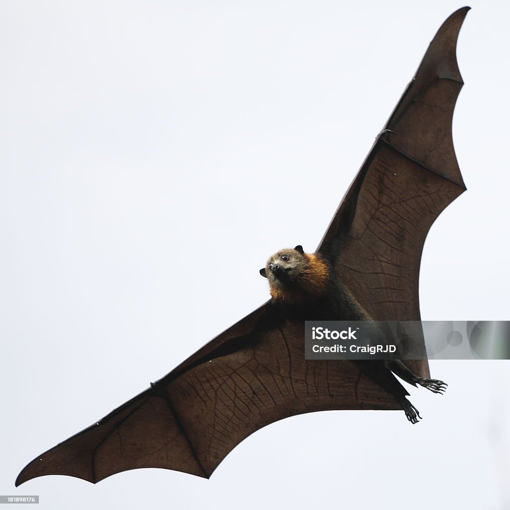 Flying Bat - Foto de stock de Alas desplegadas libre de derechos