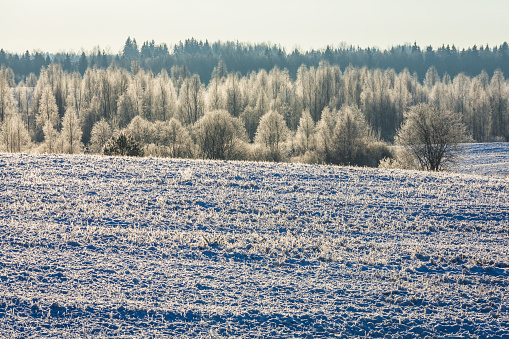 Frosted agricultural field in Vidzeme region, Latvia