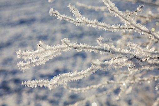 Close-up of frosted tree branches