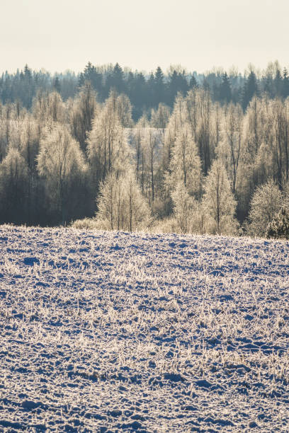 Frosted agricultural field in Vidzeme region, Latvia