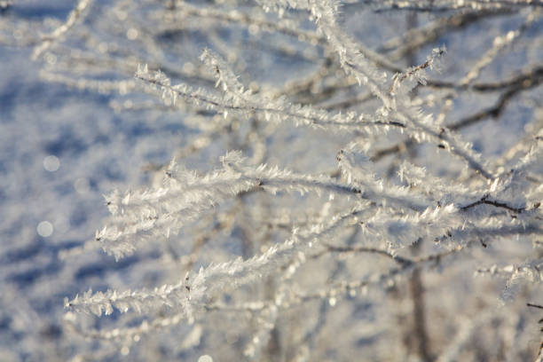 Close-up of frosted tree branches