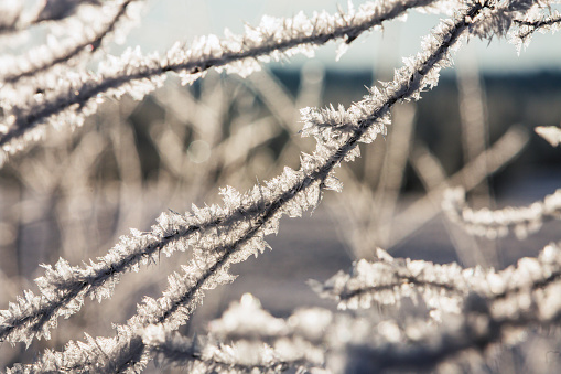 Close-up of frosted tree branches