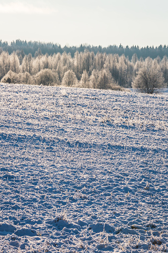 Frosted agricultural field in Vidzeme region, Latvia