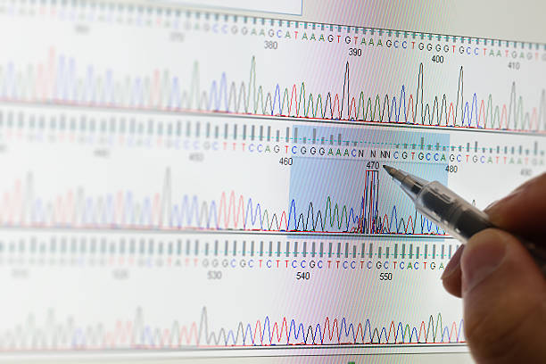 результаты секвенирования днк - dna sequencing gel dna laboratory equipment analyzing стоковые фото и изображения